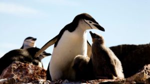 Read more about the article Penguin colony numbers collapse, with climate change thought to be to blame