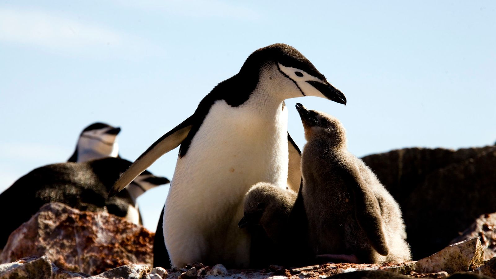 You are currently viewing Penguin colony numbers collapse, with climate change thought to be to blame